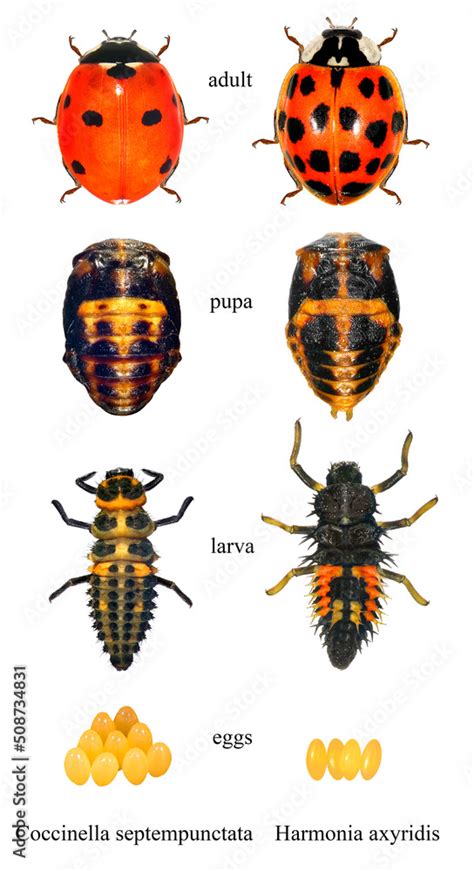 Seven Spot Ladybird Ladybug Coccinella Septempunctata And Asian