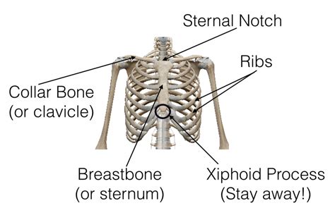 Upper Chest Anatomy