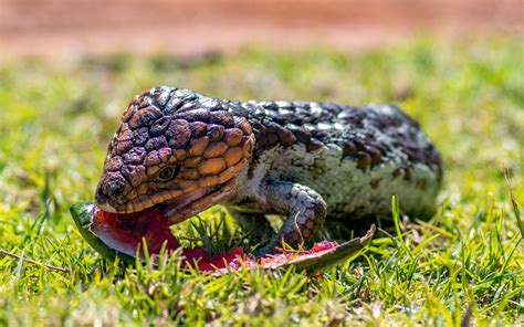 Blue Tongue Skink Diet Guide Food List Included Reptile Craze