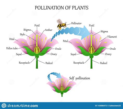 Diagram Of Flower Anatomy Wiring Diagrams Dock — db-excel.com