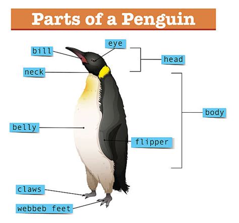 Penguin Anatomy Illustrations, Royalty-Free Vector Graphics & Clip Art ...