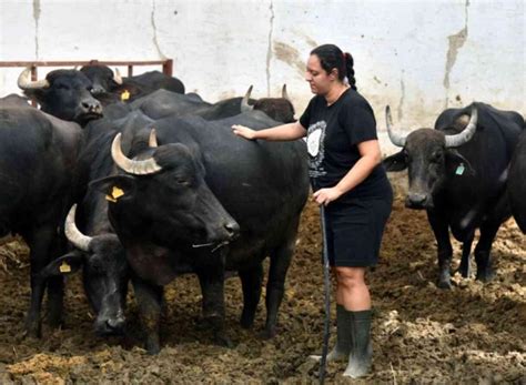 İş bulamayınca kurduğu manda çiftliğinin patronu oldu Son Dakika