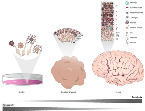 Cerebral Organoid At The Interface Of In Vitro And In Vivo Cerebral