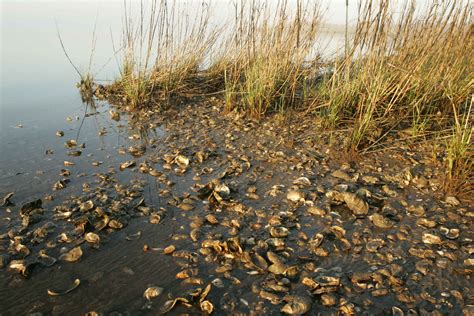 Free picture: marsh, oyster, shells