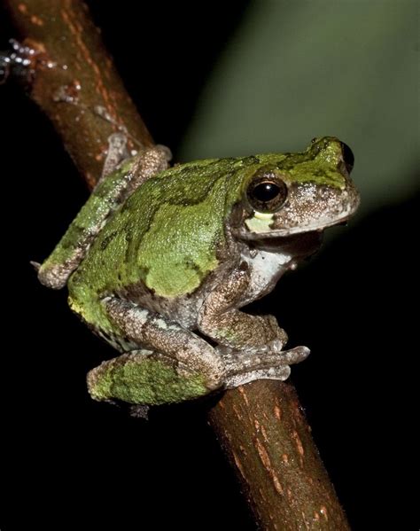 Hyla avivoca (Bird-voiced Tree Frog) | Frog, Tree frogs, Pet frogs