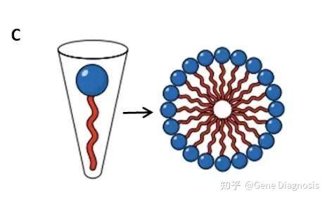 生物实验中去污剂去垢剂介绍 知乎