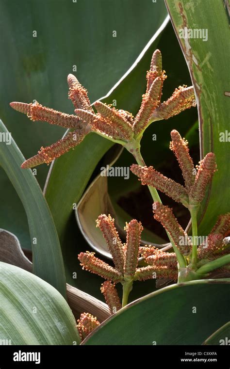 Welwitschia Mirabilis Male Cones In Flower Kirstenbosch National