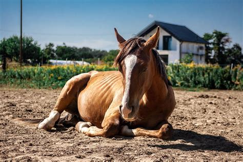 Equine Grass Sickness Symptoms Treatment Prevention Mad Barn