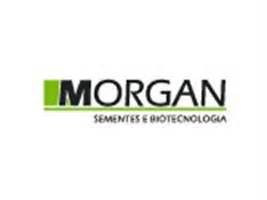 Morgan Sementes E Tecnologia Lan A Novos H Bridos De Milho