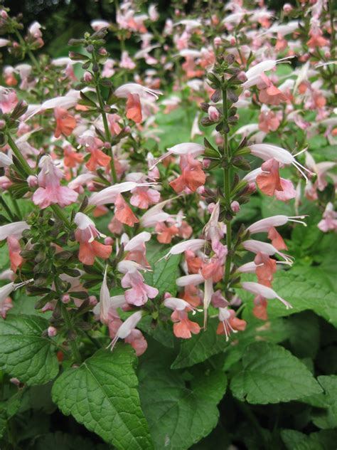 Купить семена Сальвия Salvia Cherry Blossom в Москве: доставка семян по ...