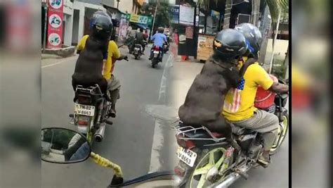 Dog Wearing Helmet Viral Video