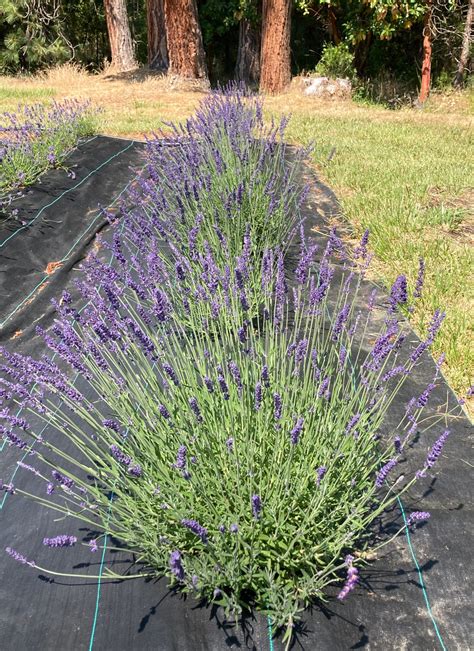 Lavandula Angustifolia Elizabeth Lavender Charsaw Farms