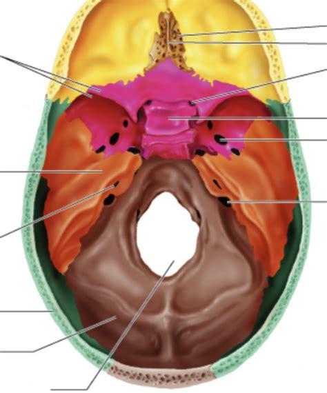 A P Skull Diagram Quizlet