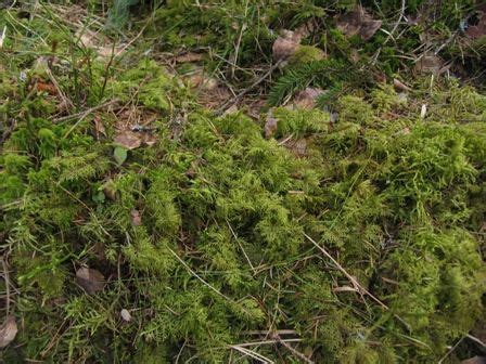 laanik | Plants, Jos