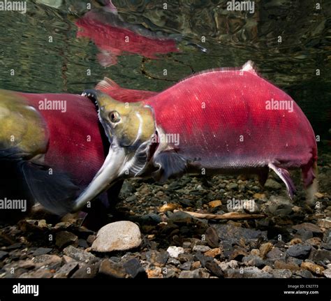 Underwater View Of Fighting Sockeye Salmon Males In Power Creek Copper River Delta Near Cordova