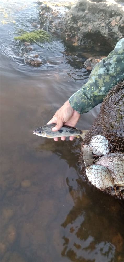 Em época de piracema Polícia Ambiental flagra pesca predatória e multa