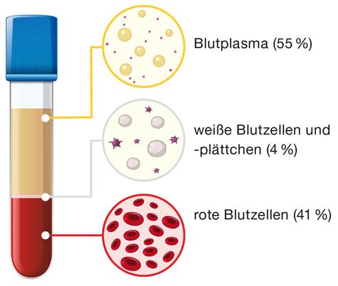 Das Bild Vom Blut Gesundheit Bkk Akzo Nobel Magazin