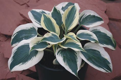 Hosta Great Escape
