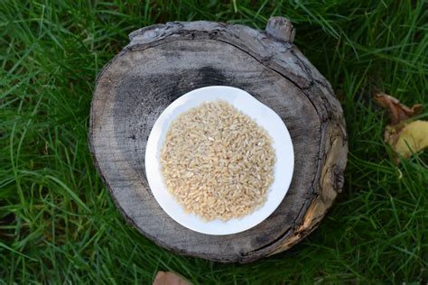 Бурый рис - ROZETKA | Купить недорого в Киеве: новинки, цены, продажа