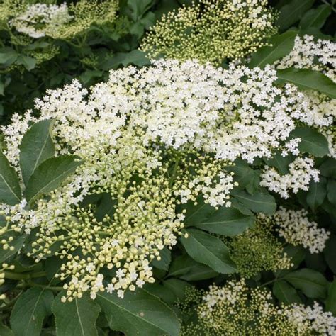 Holunder Haidegg Fliederbeere Native Plants Pflanzenversand