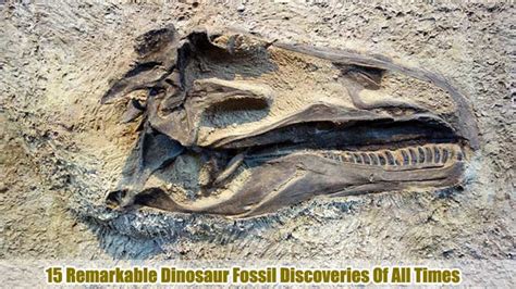 Dinosaur Fossil: A Dinosaur Fossil