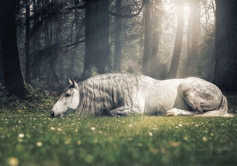 Horse photography – Artofit