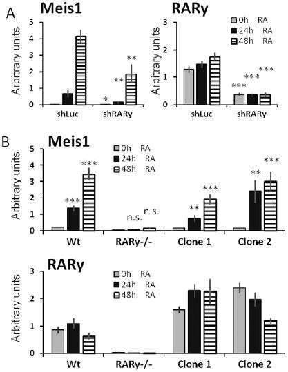 Rar C Knockdown Decreases Meis Transcript Levels And Ectopic Rar C