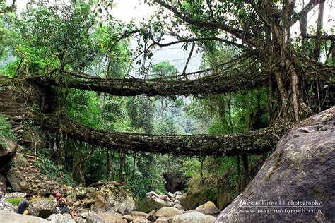 Umshiang Double Decker Living Root Bridge In Cherrapunjee Meghalaya