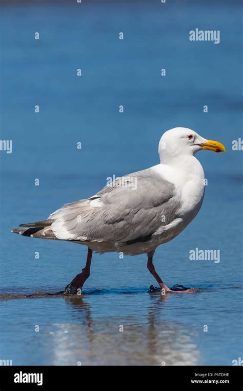 Californicus Larus Hi Res Stock Photography And Images Alamy