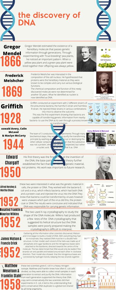 the discovery of DNA