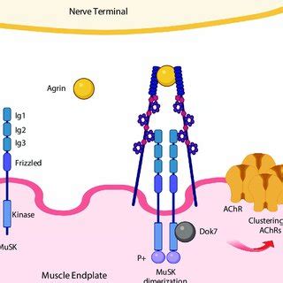 Schematic Of The Interaction Of MuSK LRP4 Agrin And Dok7 At The