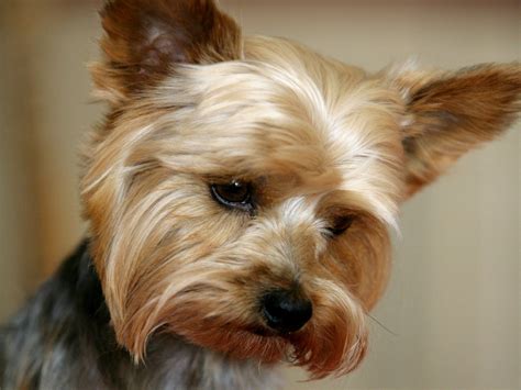 yorkshire terrier desktop wallpaper