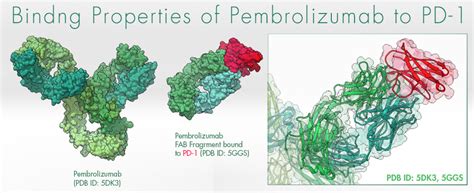 Monoclonal Igg4 Antibody Bound To Pd1