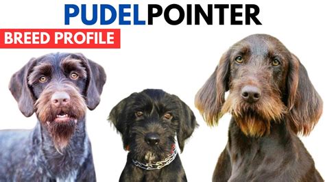 Pudelpointer Dog Breed Profile History - Price - Traits - Pudelpointer ...