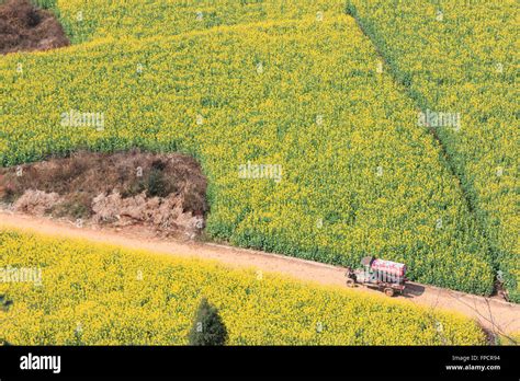 Rapeseed Flowers Of Luoping In Yunnan China Stock Photo Alamy