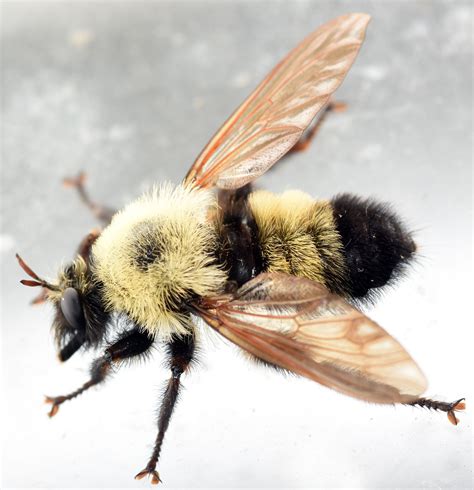 Bee Like Robber Fly Laphria Thoracica Bugguidenet