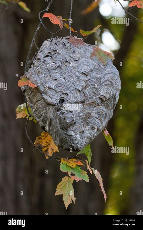 Bald-faced Hornet nest Stock Photo - Alamy