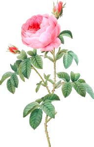 Rose De Mai Rosa Centifolia Foliacea From Les Roses 18171824 By