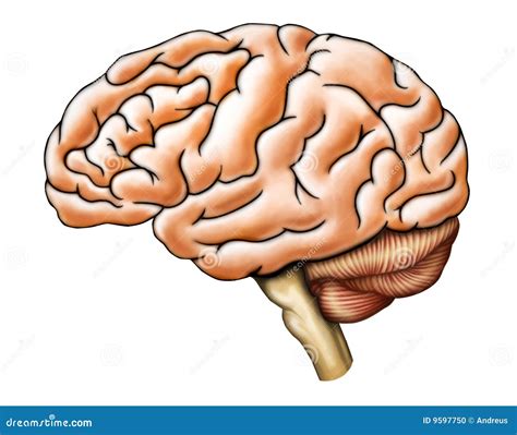 Anatomía Del Cerebro Foto de archivo Imagen 9597750