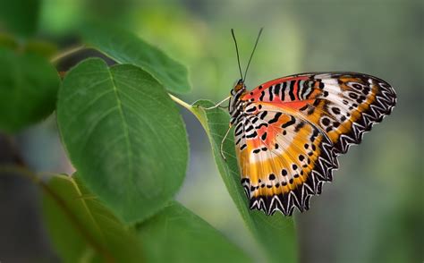 Photographing Butterflies in a Butterfly Exhibit or a Garden Setting ...