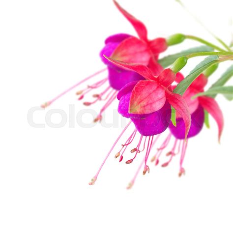 fuchsia, farbe, botanisch | Stock Bild | Colourbox