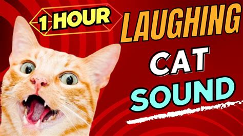 Gato Riendo Meme Xdxd 1 Hora Laughing Cat Meme Sound Effect 1 Hour