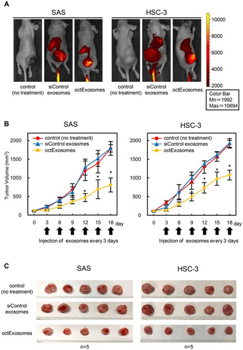 In Vivo Fluorescent Images Of Sas And Hsc Tumor Bearing Mice After