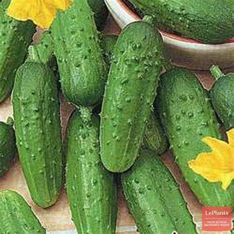 Огурец обыкновенный 'Кустовой' — описание сорта, характеристики | на ...