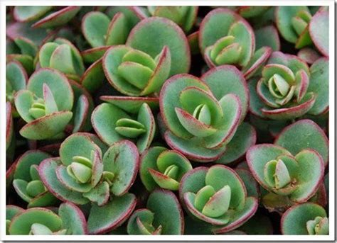 Sedum Lime Zinger Ground Cover Live Plant Deer Resistant