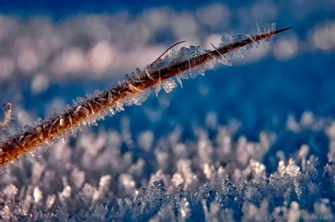 Ice Hoarfrost Frost Crystals Macro - Desi Comments