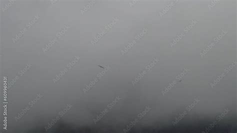 Andean Condor Vultur Gryphus The Largest Flying Birds In The World