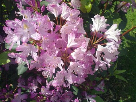 Kostenlose Foto Blume Botanik Rosa Flora Strauch Rhododendron