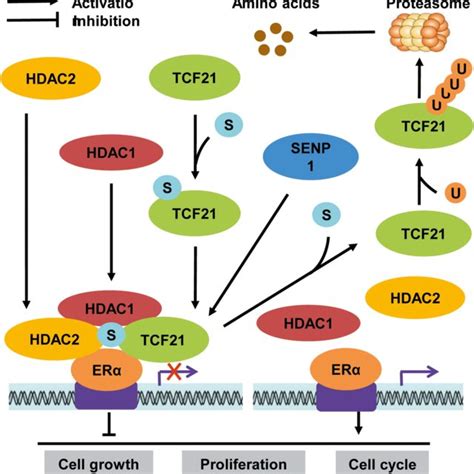 The Role Of Tcf21 In Cancer Progression Tcf21 Mainly Acts As A Tumor