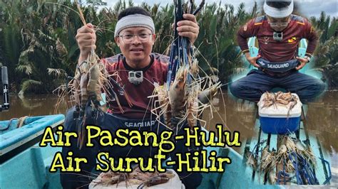 Udang Galah Jenggo 75 Giant River Prawn Sungai Suai YouTube